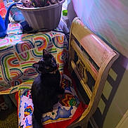 Leo joined the competition — help win amazing prizes! cat, black_cat, chair, cushion, wooden_chair, indoor, potted_plant, tablecloth, colorful, patterned, curious, pet, feline, looking_up, decor, home, cozy, plant, animal, domestic