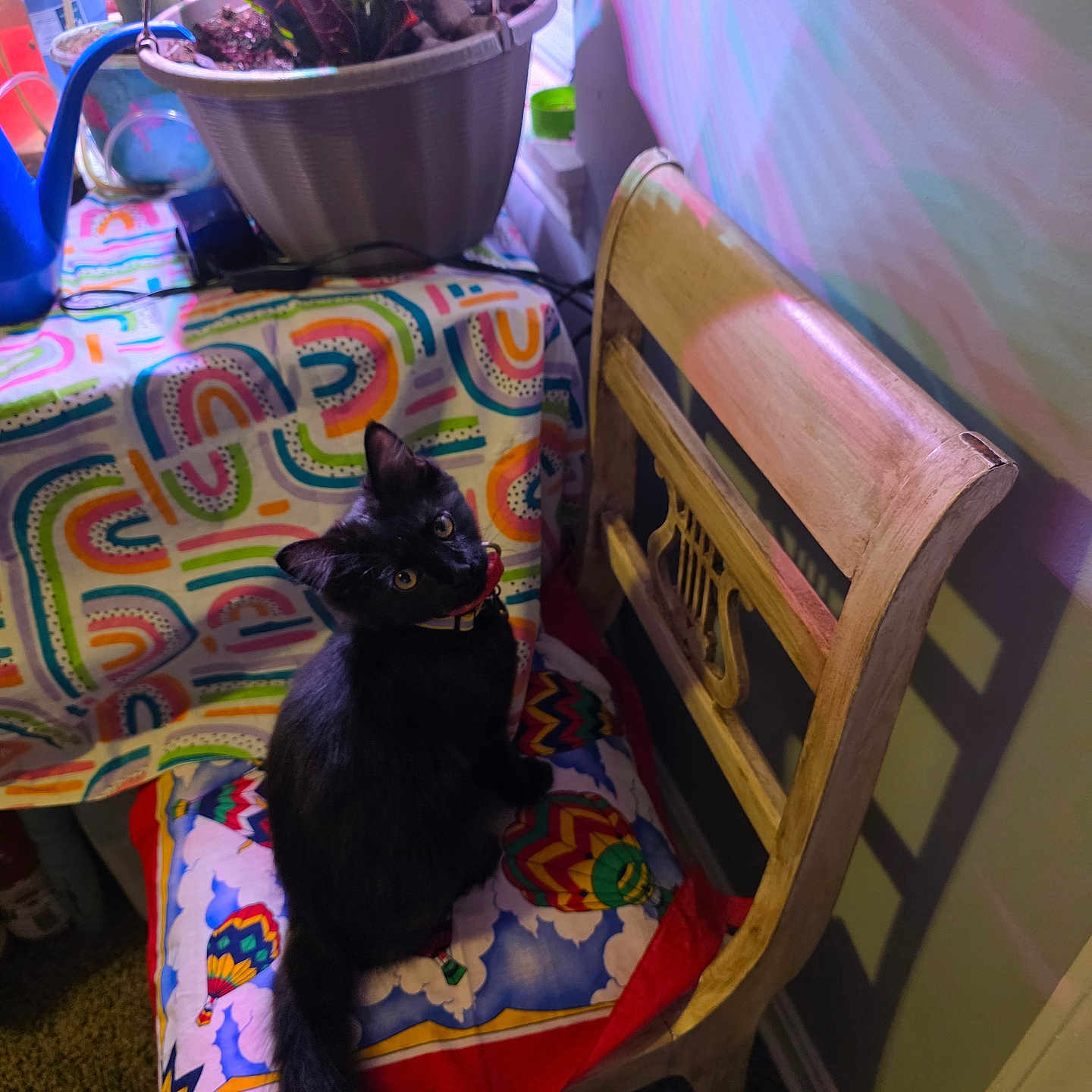 Leo joined the competition — help win amazing prizes! animal, black_cat, cat, chair, colorful, cozy, curious, cushion, decor, domestic, feline, home, indoor, looking_up, patterned, pet, plant, potted_plant, tablecloth, wooden_chair