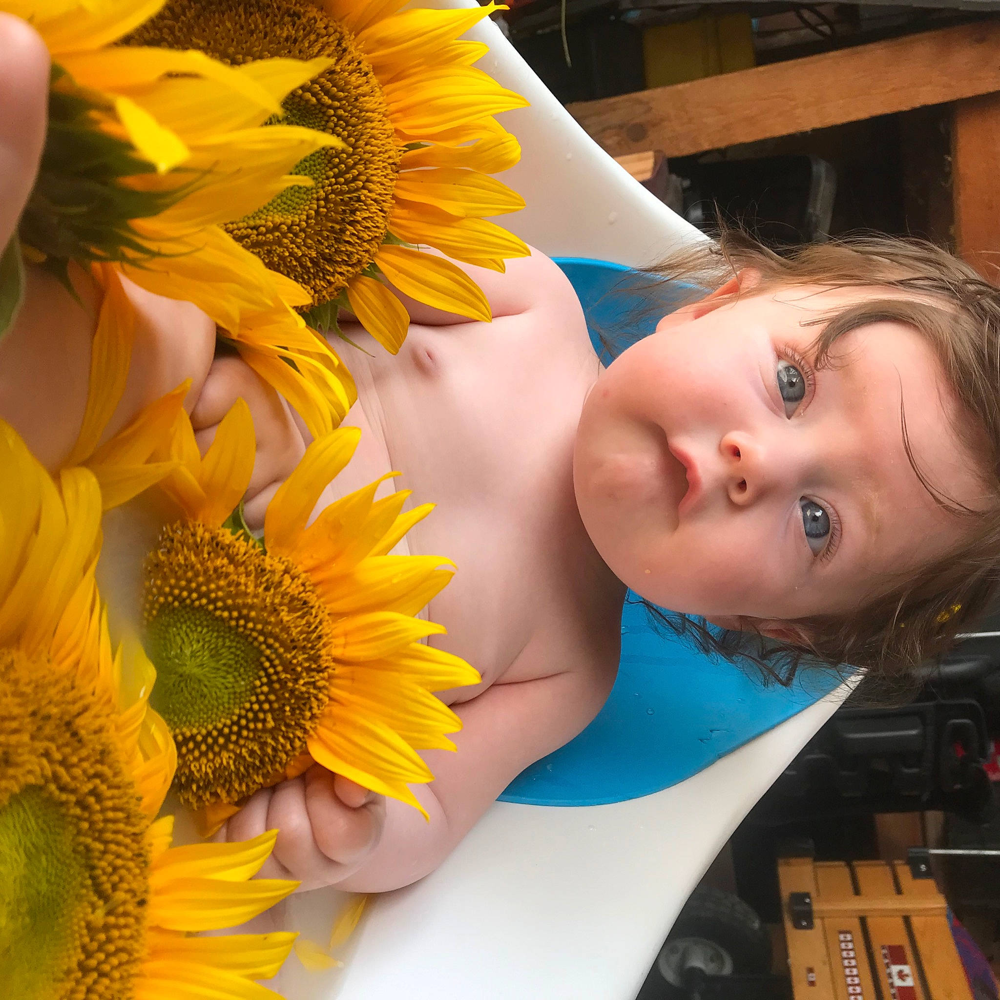Rae-lynn joined the competition — help win amazing prizes! annual_plant, blue, chest, cut_flowers, daisy_family, electric_blue, event, eye, flower, flowering_plant, fun, happy, leisure, person, petal, plant, pollen, sunflower, sunglasses, toddler