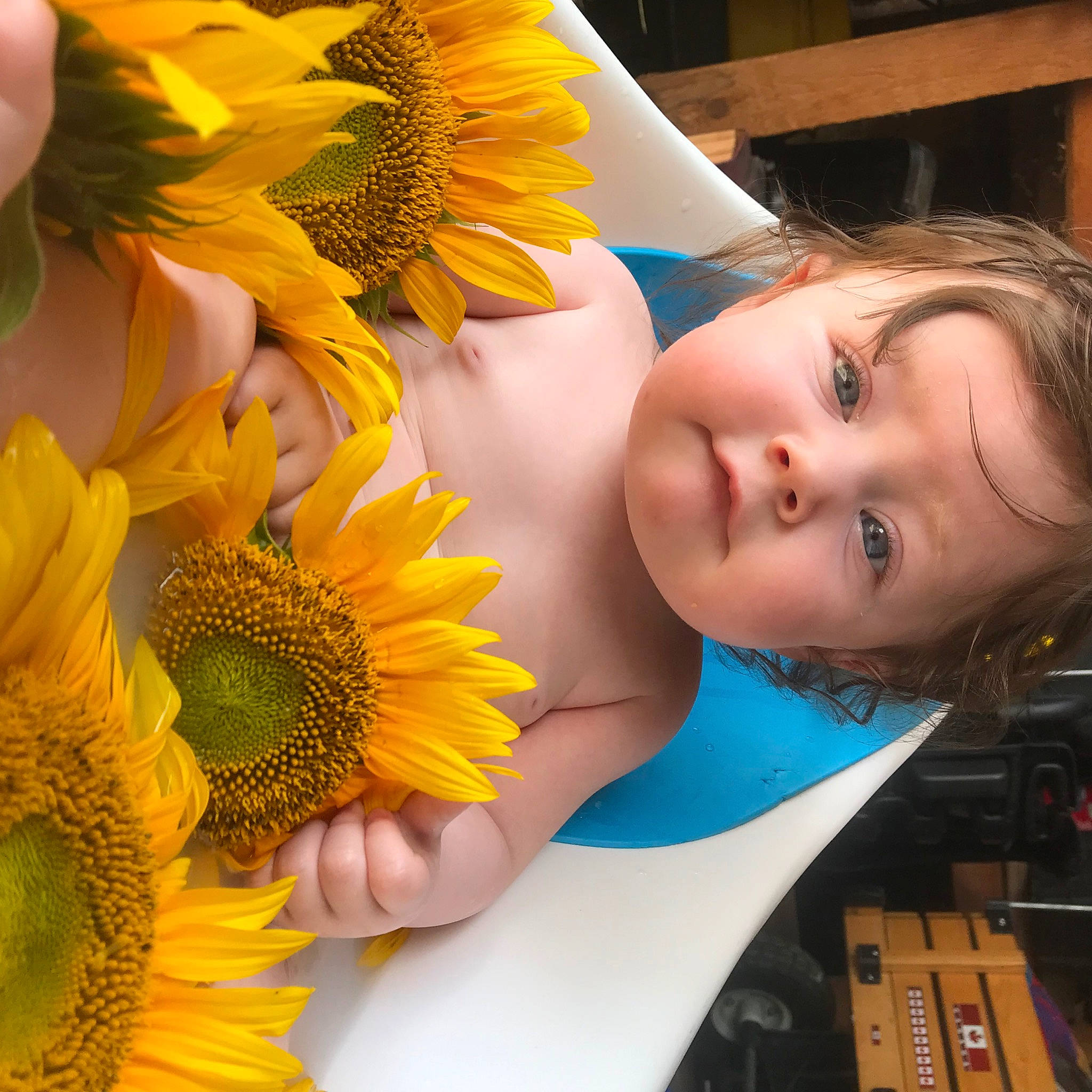 Rae-lynn joined the competition — help win amazing prizes! annual_plant, beauty, blue, close_up, cut_flowers, daisy_family, dress, electric_blue, event, floral_design, flower, flowering_plant, green, happy, person, petal, photograph, plant, sunflower, toddler
