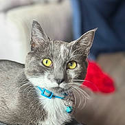 Vegeta joined the competition — help win amazing prizes! animal, background, blue_collar, cat, close_up, cozy, cute, domestic_cat, feline, fur, gray_cat, home, indoor, pet, portrait, relaxed, sitting, soft_focus, whiskers, yellow_eyes