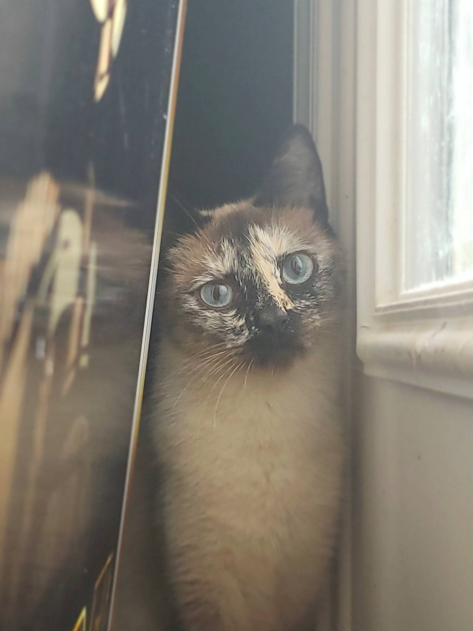 Rosie joined the competition — help win amazing prizes! asian, black_and_white, carnivore, cat, domestic_short_haired_cat, ear, european_shorthair, eye, felidae, fur, kitten, ojos_azules, small_to_medium_sized_cats, tabby_cat, whiskers, window