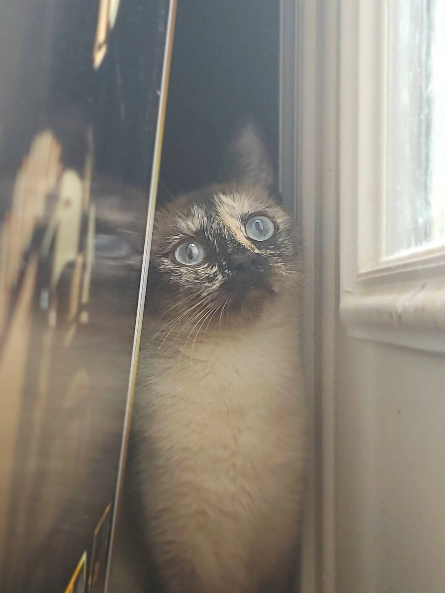 Rosie joined the competition — help win amazing prizes! carnivore, cat, eye, felidae, fur, iris, kitten, organ, small_to_medium_sized_cats, snout, whiskers, wildlife, window