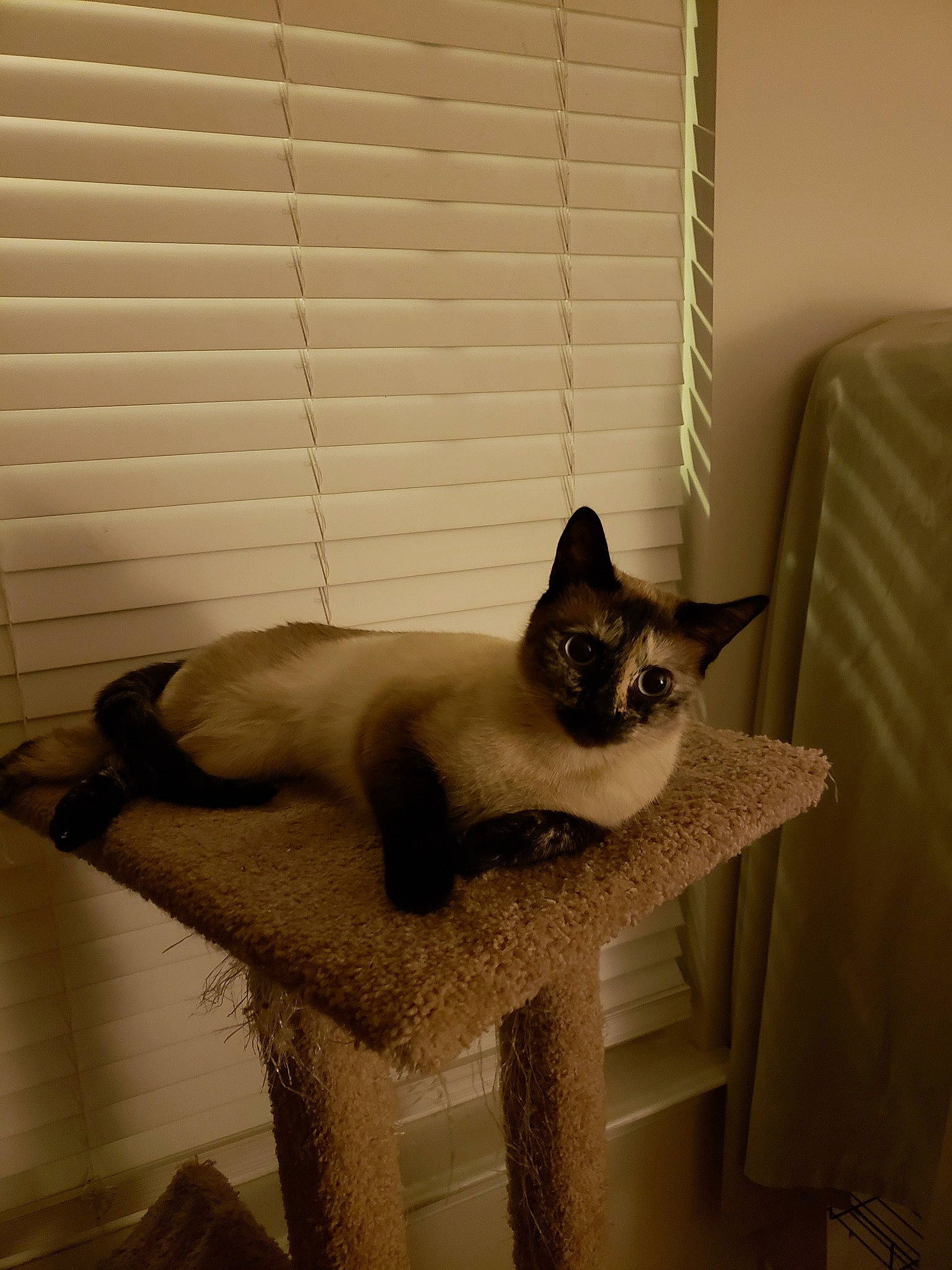 Rosie is registered to the contest to win money with this photo: asian, balinese, birman, burmese, carnivore, cat, fawn, felidae, himalayan, interior_design, kitten, mammal, ojos_azules, siamese, small_to_medium_sized_cats, snowshoe, tail, thai, tonkinese, whiskers