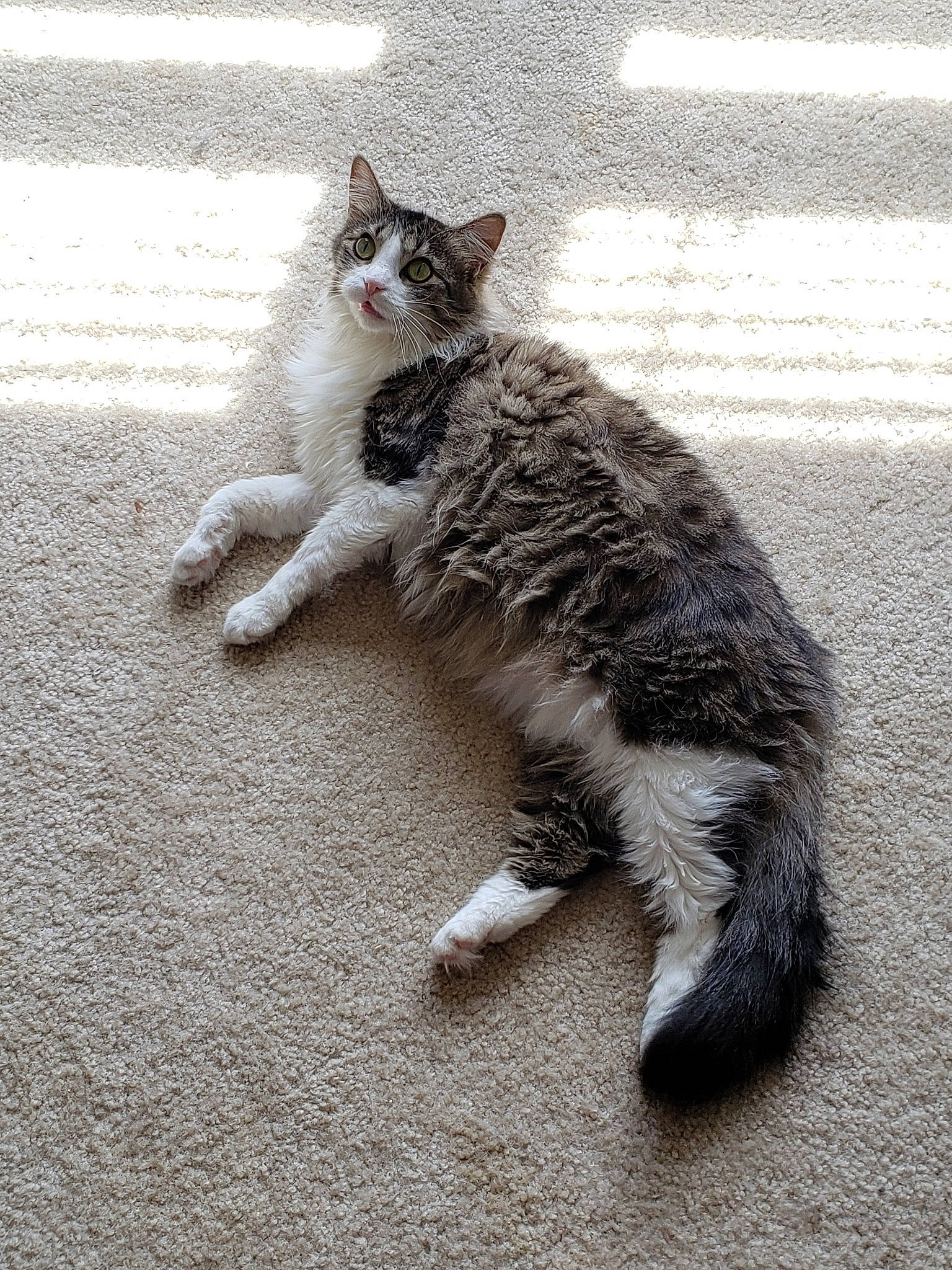 Tara joined the competition — help win amazing prizes! aegean_cat, black_and_white, carnivore, cat, domestic_short_haired_cat, european_shorthair, felidae, floor, fur, kitten, laperm, mammal, norwegian_forest_cat, paw, polydactyl_cat, sand, small_to_medium_sized_cats, tabby_cat, tail, whiskers