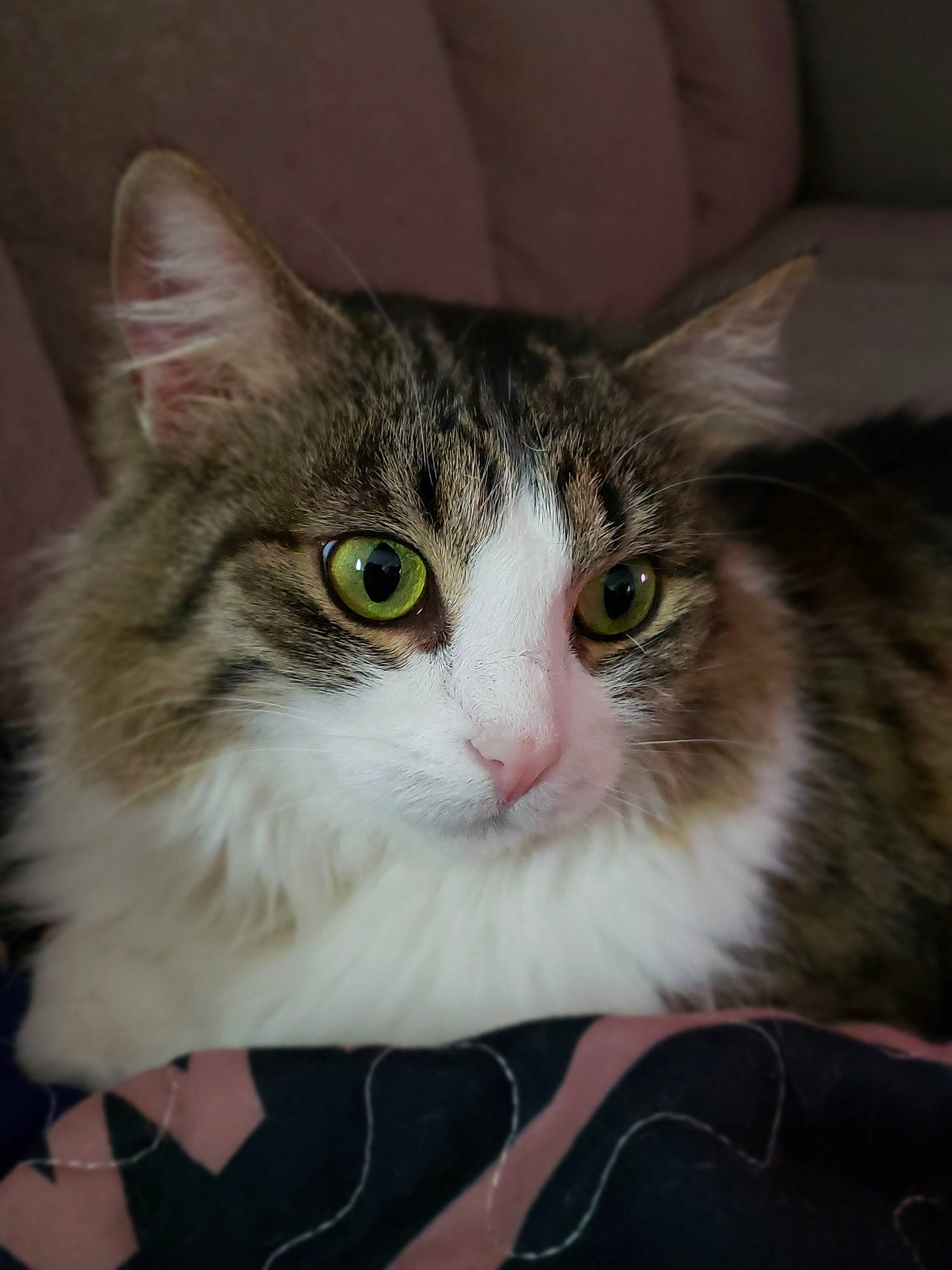 Tara is registered to the contest to win money with this photo: aegean_cat, american_wirehair, carnivore, cat, domestic_long_haired_cat, domestic_short_haired_cat, ear, european_shorthair, eye, felidae, fur, kitten, maine_coon, mammal, norwegian_forest_cat, small_to_medium_sized_cats, tabby_cat, vertebrate, whiskers