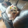 dog, white_dog, pet, leather_couch, living_room, hair_clips, dress, cute, small_dog, fur, indoor, flooring, furniture, black_couch, seating, home, cozy, curious, animal, companion