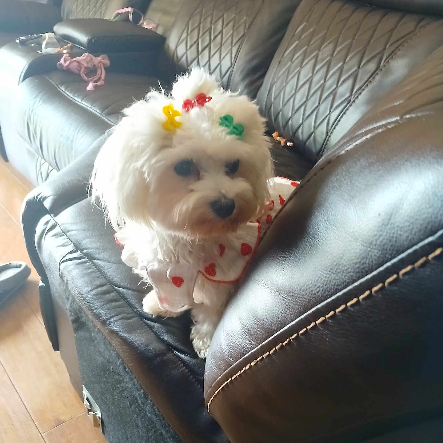 Bella Barquet joined the competition — help win amazing prizes! animal, black_couch, companion, cozy, curious, cute, dog, dress, flooring, fur, furniture, hair_clips, home, indoor, leather_couch, living_room, pet, seating, small_dog, white_dog