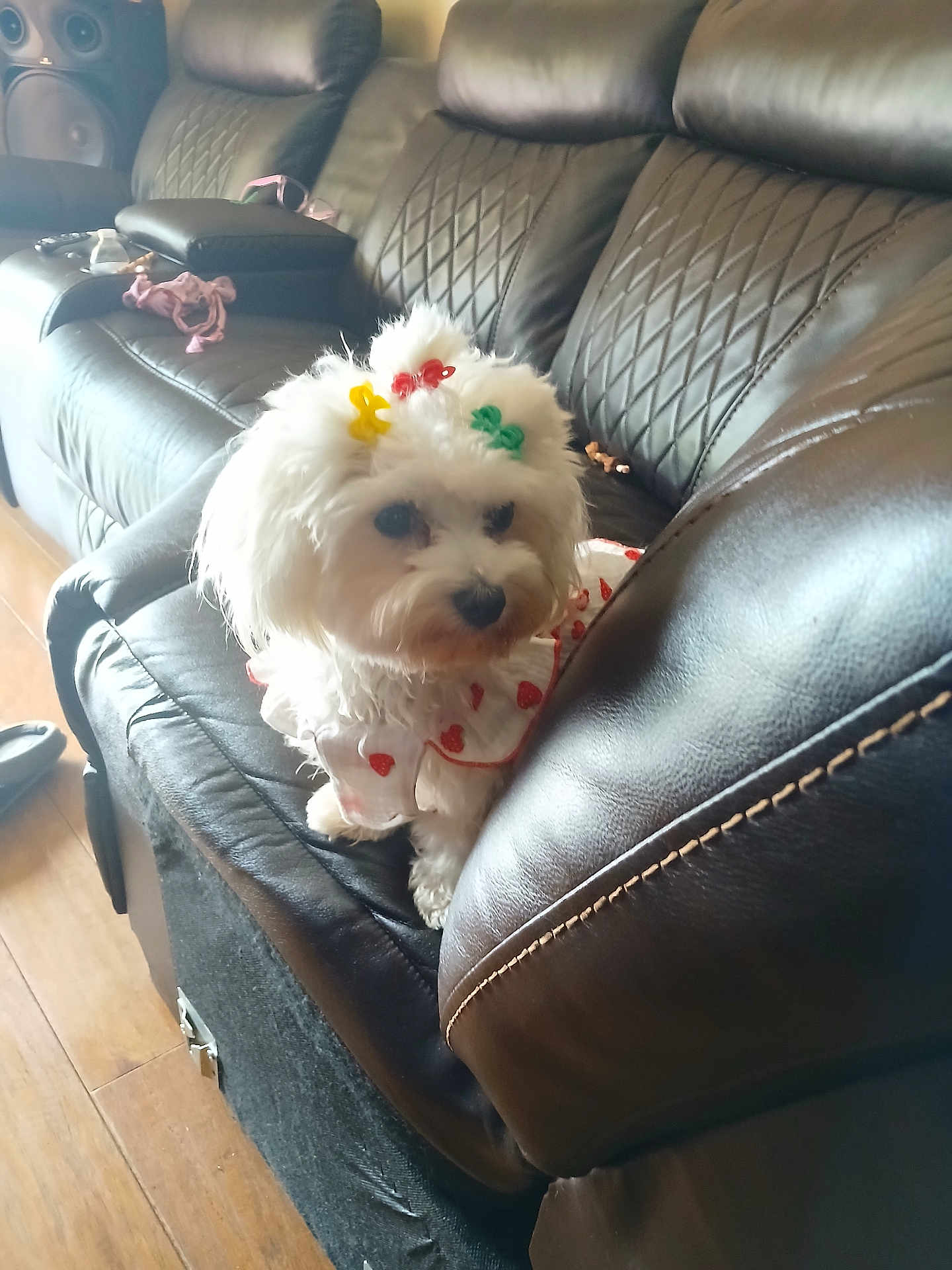 Bella Barquet joined the competition — help win amazing prizes! dog, white_dog, pet, leather_couch, living_room, hair_clips, dress, cute, small_dog, fur, indoor, flooring, furniture, black_couch, seating, home, cozy, curious, animal, companion