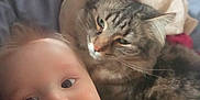 Cody joined the competition — help win amazing prizes! animal, baby, blanket, cat, child, close_up, comfort, cuddle, cute, face, friendship, fur, indoor, pet, portrait, resting, smile, soft_light, tabby_cat, young