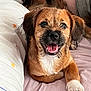 Venom participe au concours pour gagner de l'argent avec cette photo : animal, bed, blanket, bodypart, bulldog, canine, cat, cockerspaniel, couch, cushion, dog, furniture, homedecor, hound, mouth, person, pet, puppy, teeth, terrier