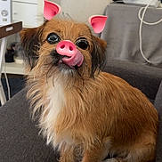 Venom a rejoint le concours — aidez-le/la à gagner de superbes lots ! brown_fur, couch, cozy, cute, deer_print, dog, filter, fur, household_items, indoor, licking, living_room, pet, pig_ears, pig_nose, pillow, relaxed, small_dog, tongue_out, white_fur