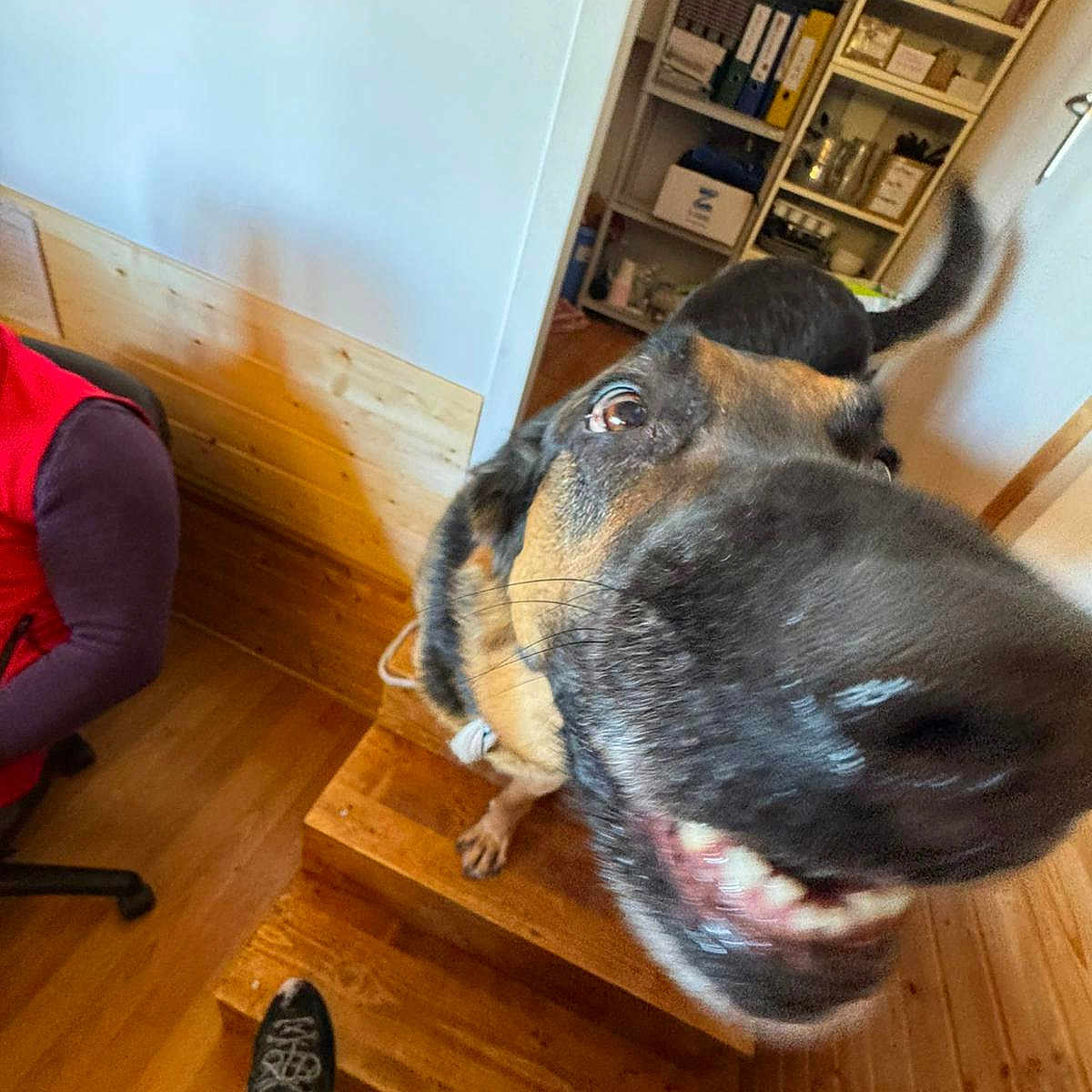 Baloo participe au concours pour gagner de l'argent avec cette photo : animal, blurred_background, canine, close_up, dog, foot, happy, home, indoor, nose, person_partially_visible, pet, playful, red_jacket, shelf, smiling, stairs, tail, wooden_floor, wooden_wall