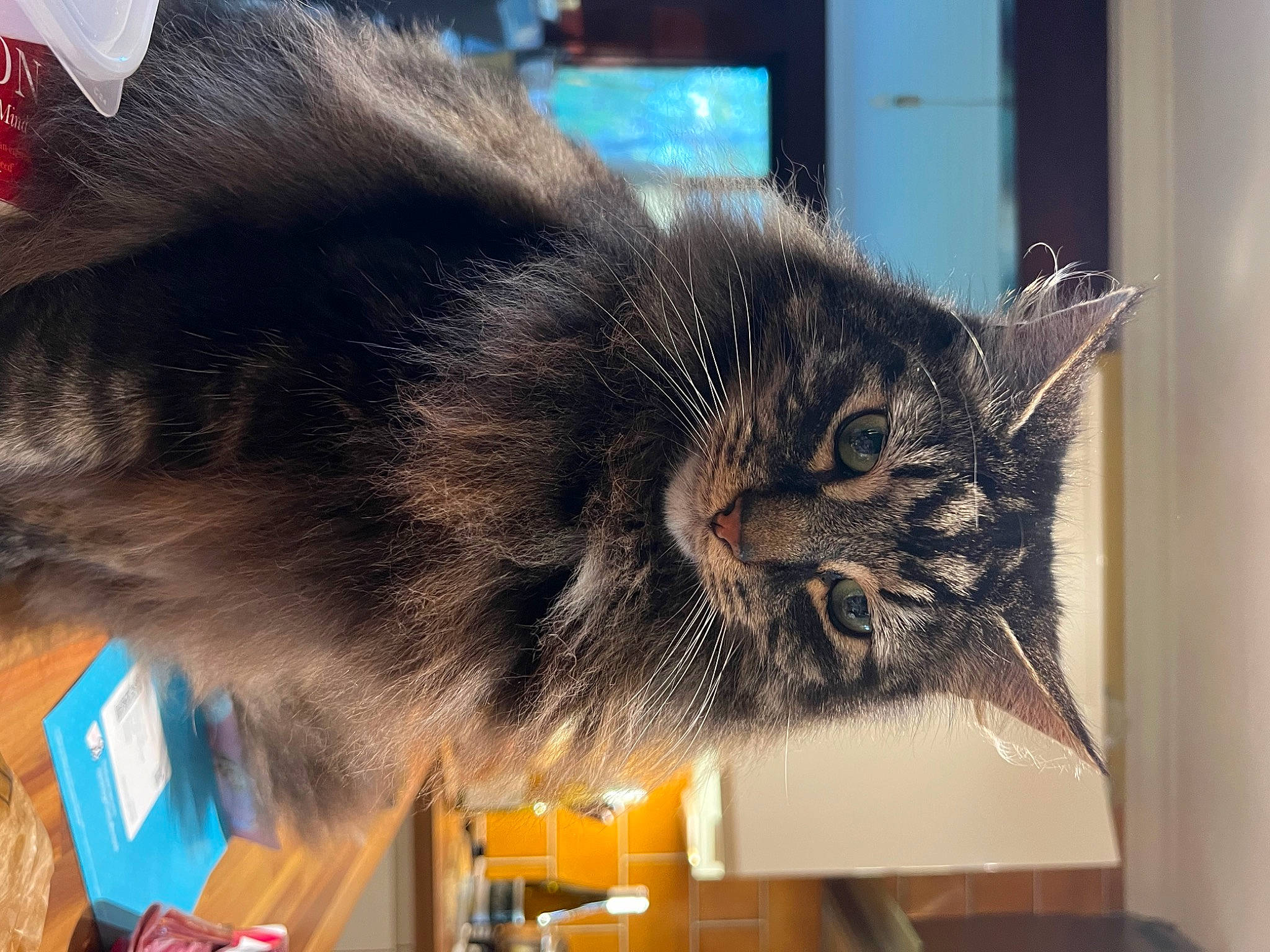 Hector joined the competition — help win amazing prizes! box, carnivore, cat, domestic_short_haired_cat, ear, event, felidae, fur, small_to_medium_sized_cats, snout, tail, whiskers
