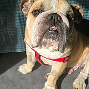 Jackson participe au concours pour gagner de l'argent avec cette photo : animal, boxer, bulldog, canine, dog, frenchbulldog, pet, pitbull, puppy, whitedog