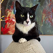 Archibald is registered to the contest to win money with this photo: animal, artwork, black_and_white, cat, close_up, couch, cozy, decor, furniture, green_eyes, indoor, looking_away, painting, pet, portrait, relaxed, sitting, soft_lighting, texture, whiskers