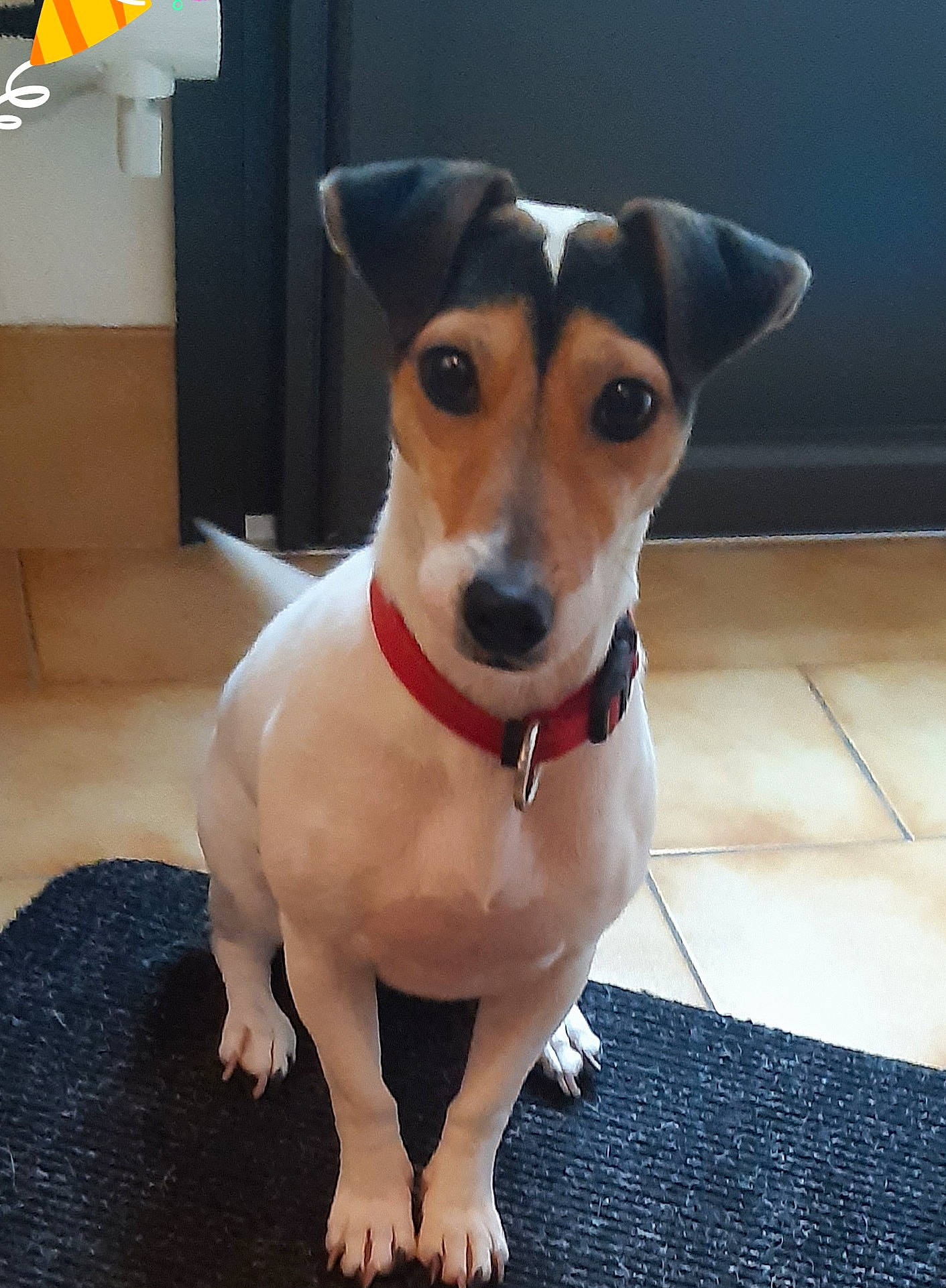 Pepsy participe au concours pour gagner de l'argent avec cette photo : canidae, carnivore, collar, companion_dog, dishware, dog, dog_breed, dog_collar, dog_supply, drinkware, fawn, fur, irishjacks, pet_supply, serveware, snout, sporting_group, tableware, whiskers, working_animal