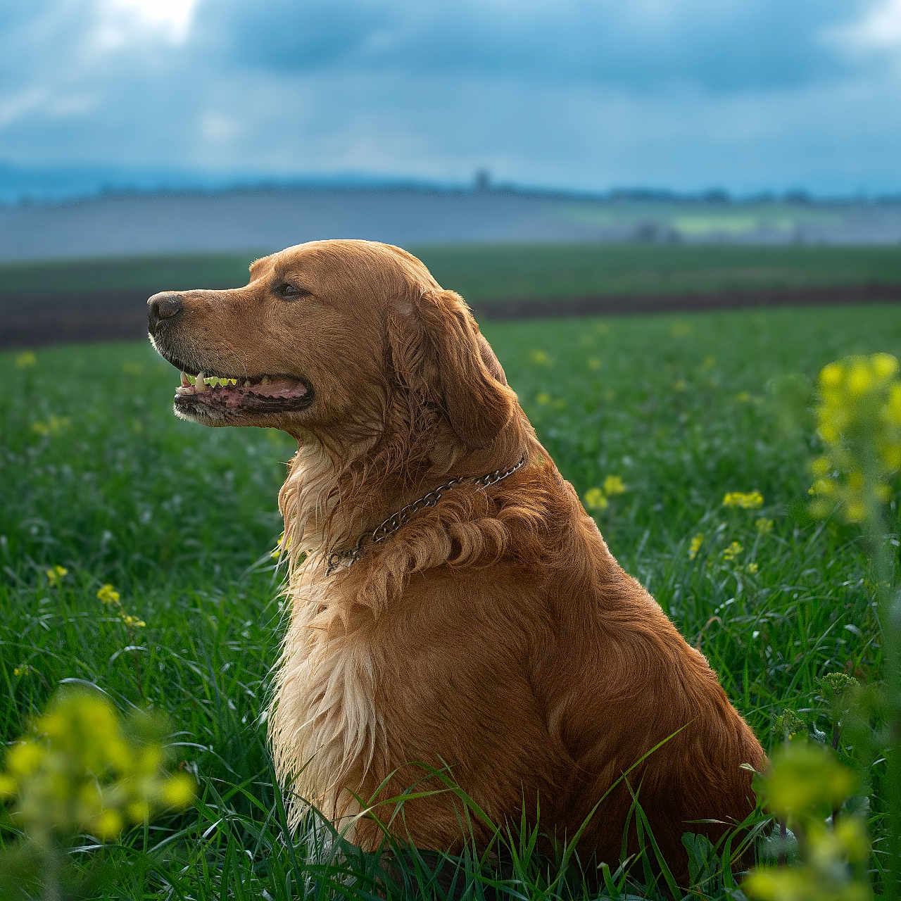 Okey a rejoint le concours — aidez-le/la à gagner de superbes lots ! animal, canine, chain_collar, cloudy_sky, dog, field, flowers, fur, golden_retriever, grass, greenery, landscape, moody, nature, outdoor, pet, portrait, sitting, wet_fur, yellow_flowers