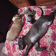 Rhea is registered to the contest to win money with this photo: animal, blanket, brown_dog, canine, companion, cozy_room, cute, dark_brown_dog, dog, floor, floral_pattern, home, indoor, napping, pets, plush_toys, relaxation, resting, sleeping, wooden_furniture