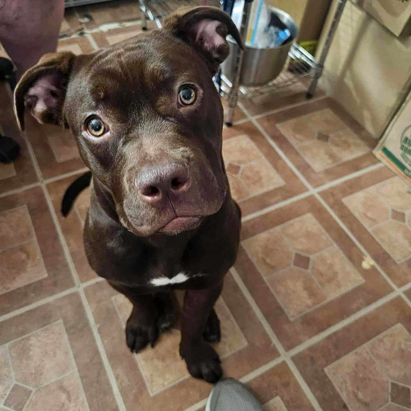 Rhea is registered to the contest to win money with this photo: animal, brown_dog, companion, container, curious, dog, ears, eyes, floor, foot, indoor, jeans, kitchen, looking_up, metal_shelf, nose, person, pet, sneaker, tile_floor
