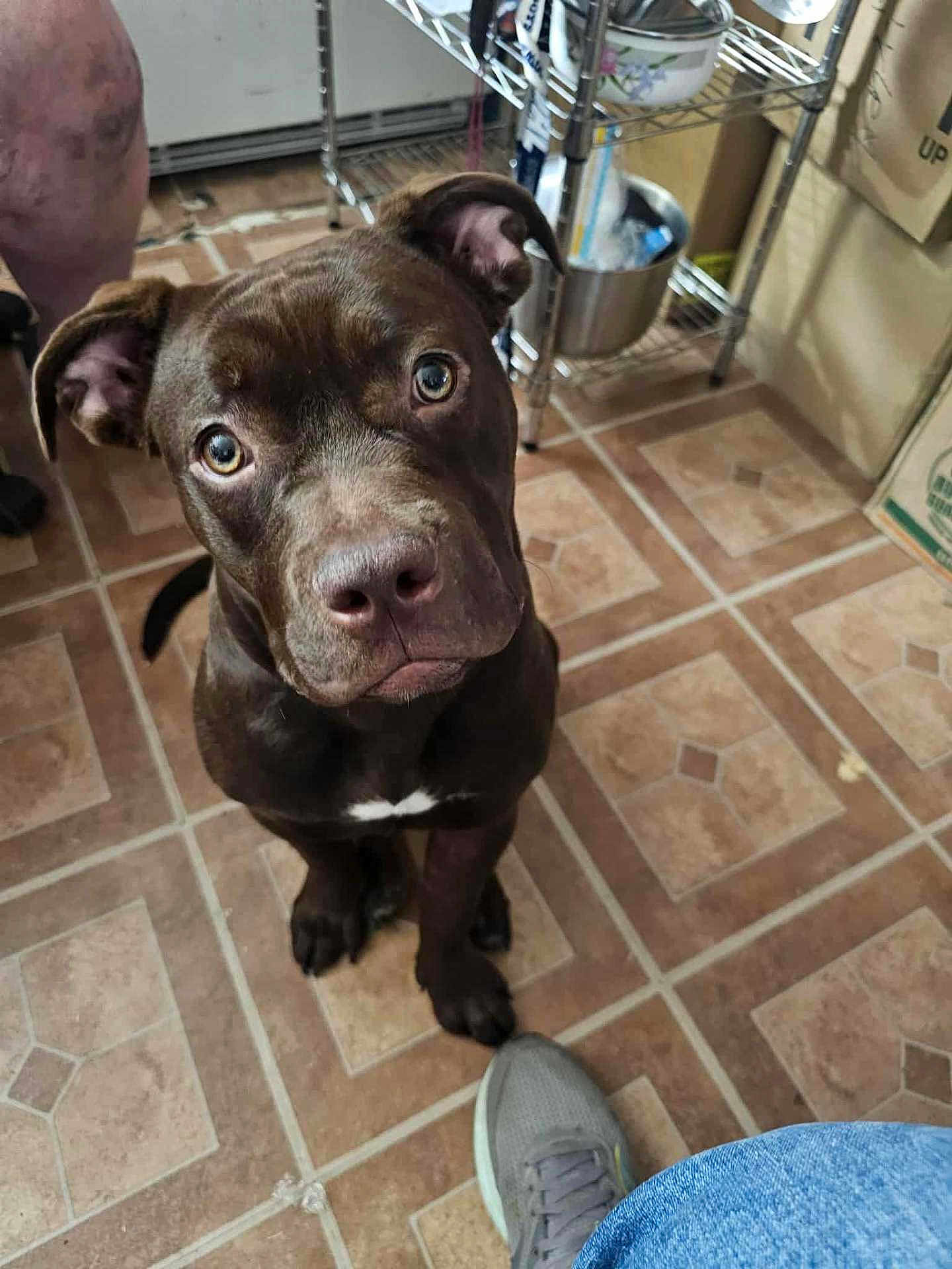 Rhea is registered to the contest to win money with this photo: dog, brown_dog, pet, floor, tile_floor, indoor, person, foot, sneaker, jeans, metal_shelf, container, kitchen, curious, looking_up, ears, nose, eyes, animal, companion