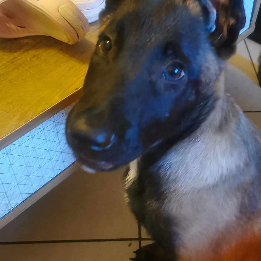Marley a rejoint le concours — aidez-le/la à gagner de superbes lots ! animal, black, brown, canine, closeup, curious, dog, domestic_animal, ears, floor, fur, indoor, looking_up, pet, puppy, shoe, slippers, table, tile, young_dog
