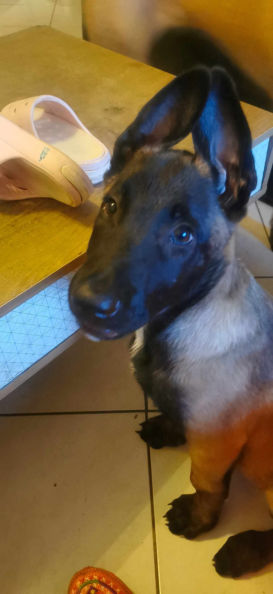 Marley