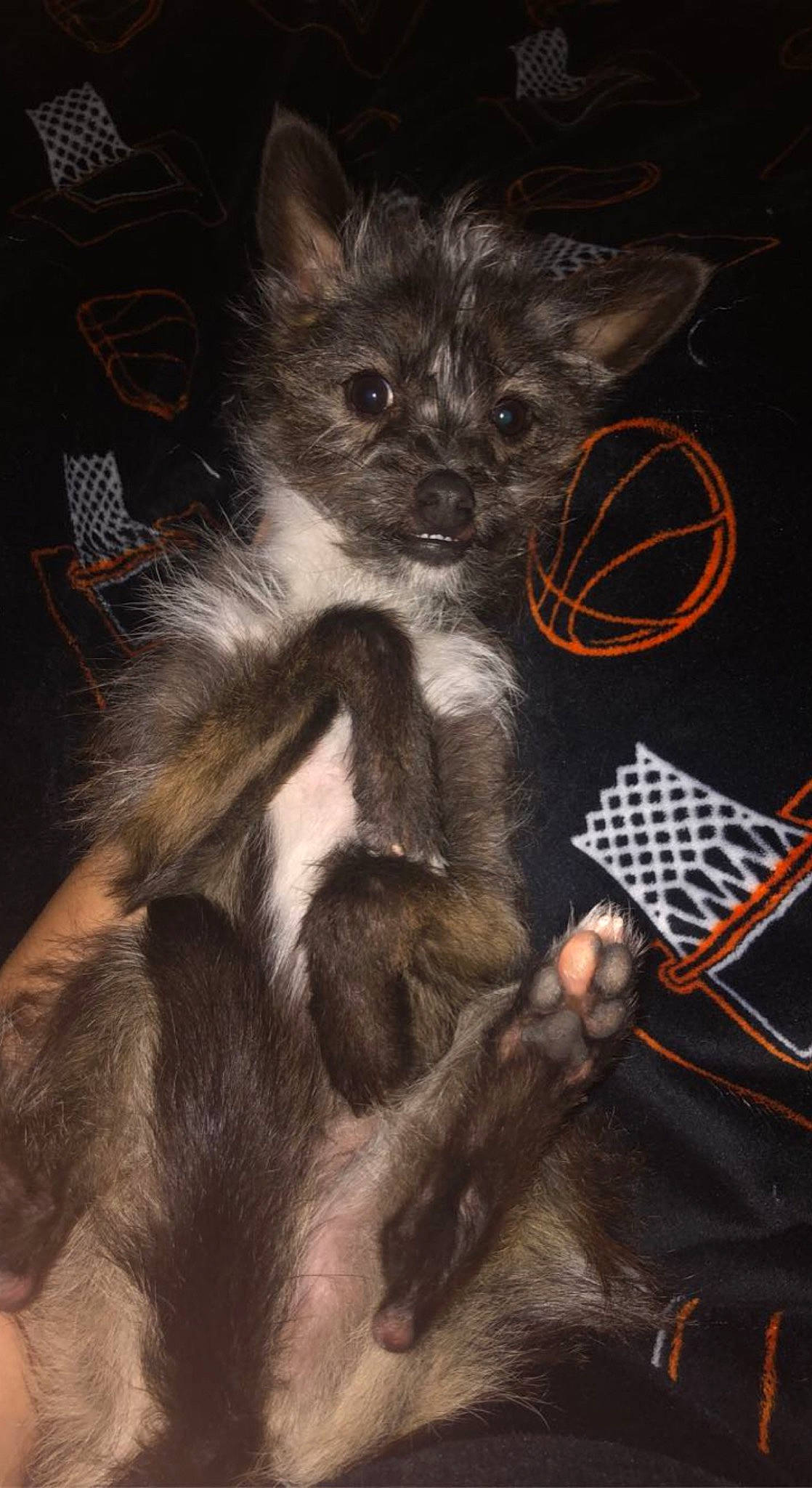 Dory joined the competition — help win amazing prizes! canidae, carnivore, claw, companion_dog, corgi_chihuahua, dog_breed, dog_supply, fashion_accessory, felidae, fur, pattern, paw, puppy, small_terrier, small_to_medium_sized_cats, snout, tableware, tail, toy_dog, whiskers