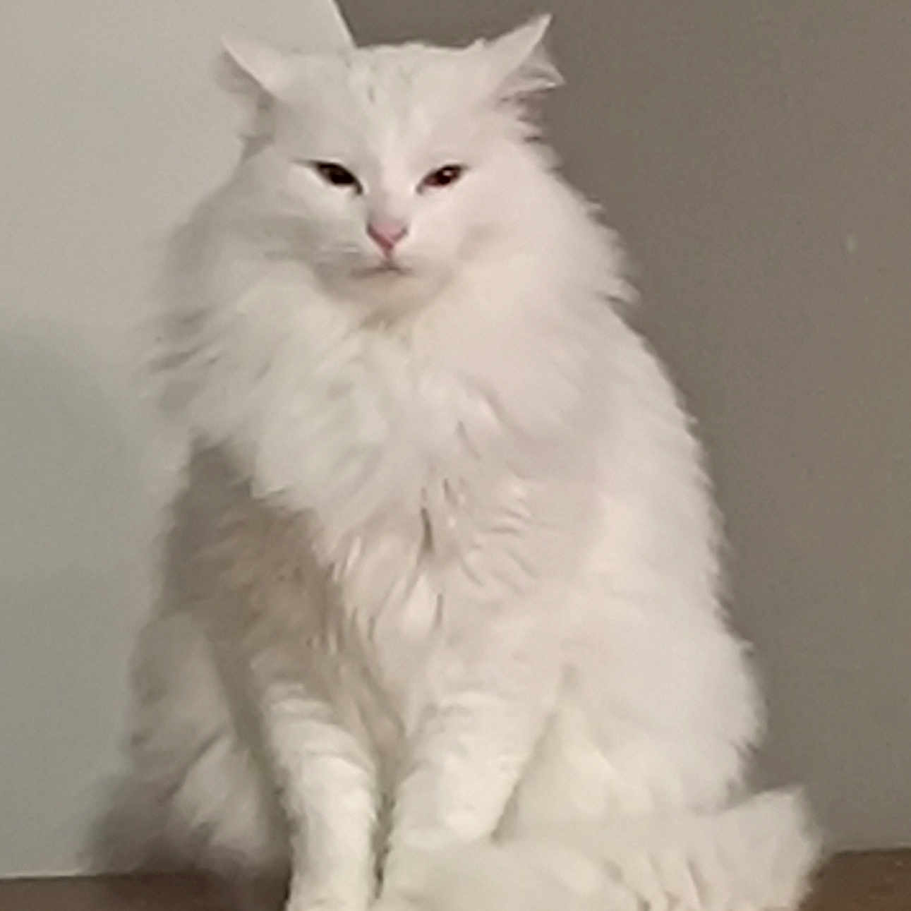 Flocon participe au concours pour gagner de l'argent avec cette photo : animal, cat, cute, domestic_animal, ears, face, feline, fluffy, fur, indoor, long_hair, mammal, pet, portrait, quiet, sitting, tail, whiskers, white_cat, wooden_surface