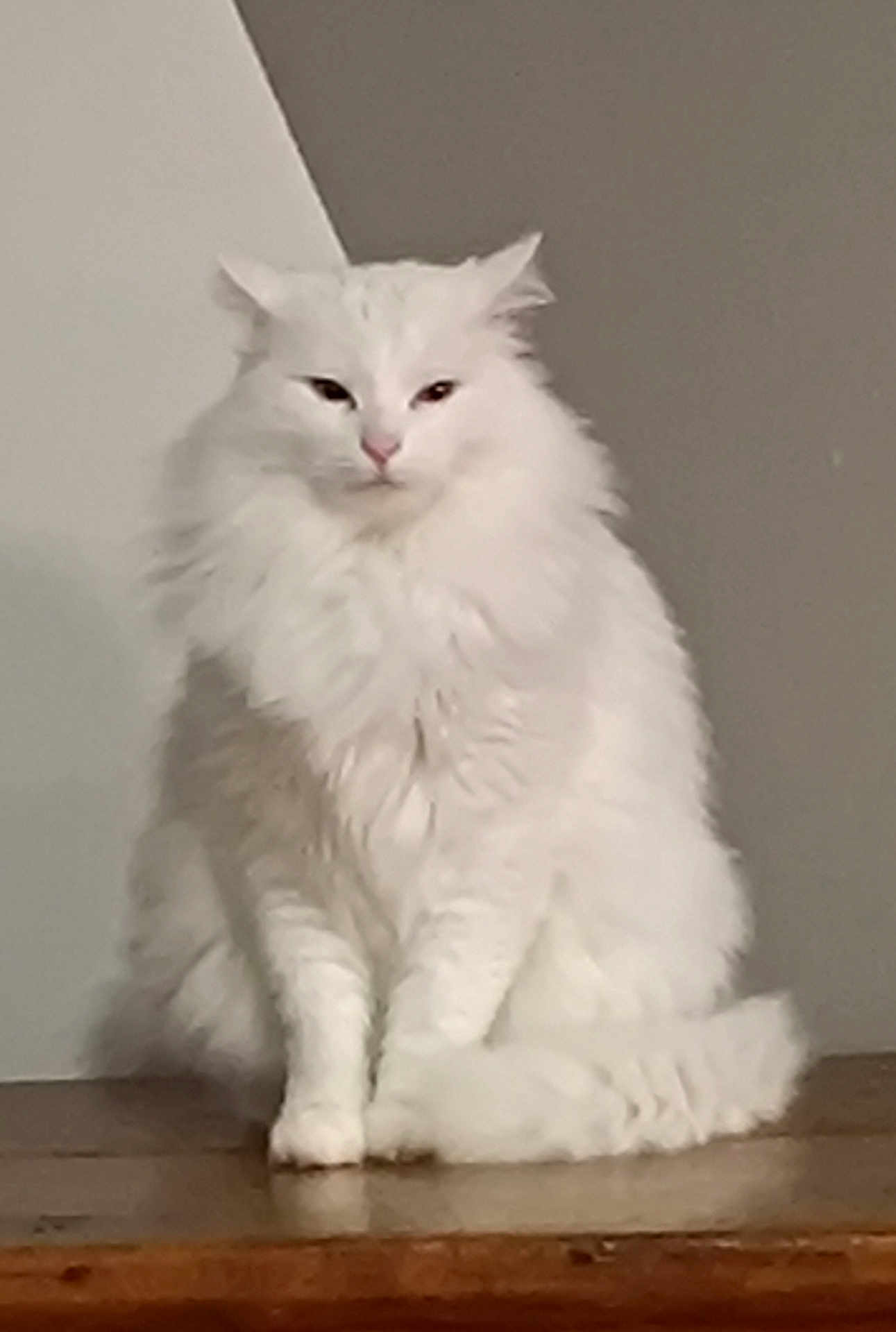 Flocon participe au concours pour gagner de l'argent avec cette photo : cat, white_cat, fluffy, long_hair, pet, animal, sitting, indoor, wooden_surface, feline, mammal, cute, domestic_animal, fur, whiskers, ears, tail, face, portrait, quiet