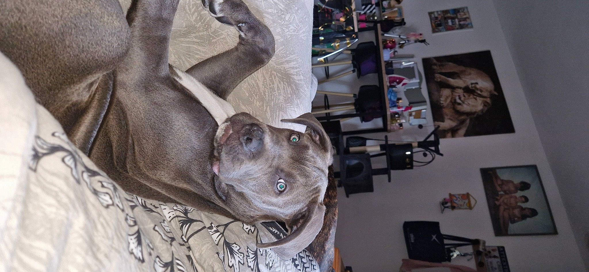 Taïko a rejoint le concours — aidez-le/la à gagner de superbes lots ! art, auto_part, canidae, carnivore, collar, companion_dog, dog, dog_breed, dog_collar, fawn, fur, guard_dog, liver, room, sculpture, snout, sporting_group, tree, visual_arts, working_animal