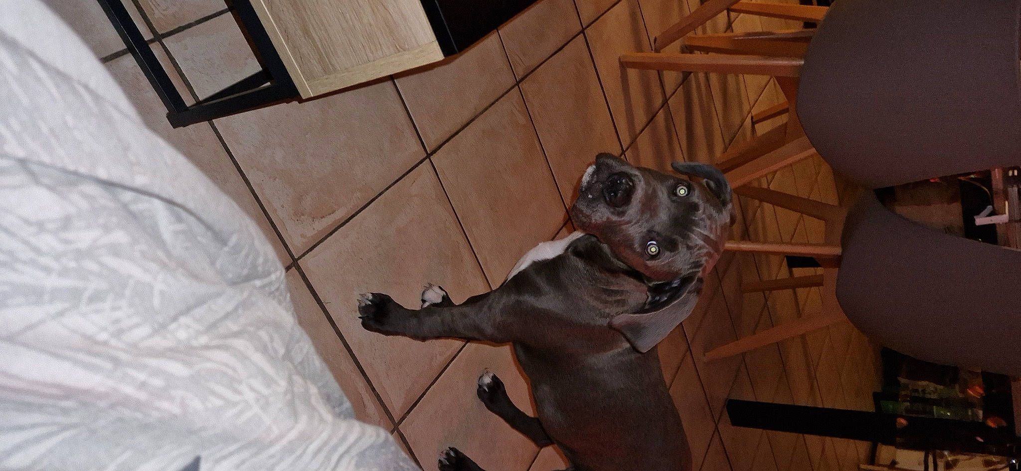 Taïko participe au concours pour gagner de l'argent avec cette photo : carnivore, comfort, companion_dog, dog, dog_breed, fawn, felidae, floor, flooring, fur, guard_dog, hardwood, liver, sporting_group, tail, terrestrial_animal, toy_dog, whiskers, wood, working_animal