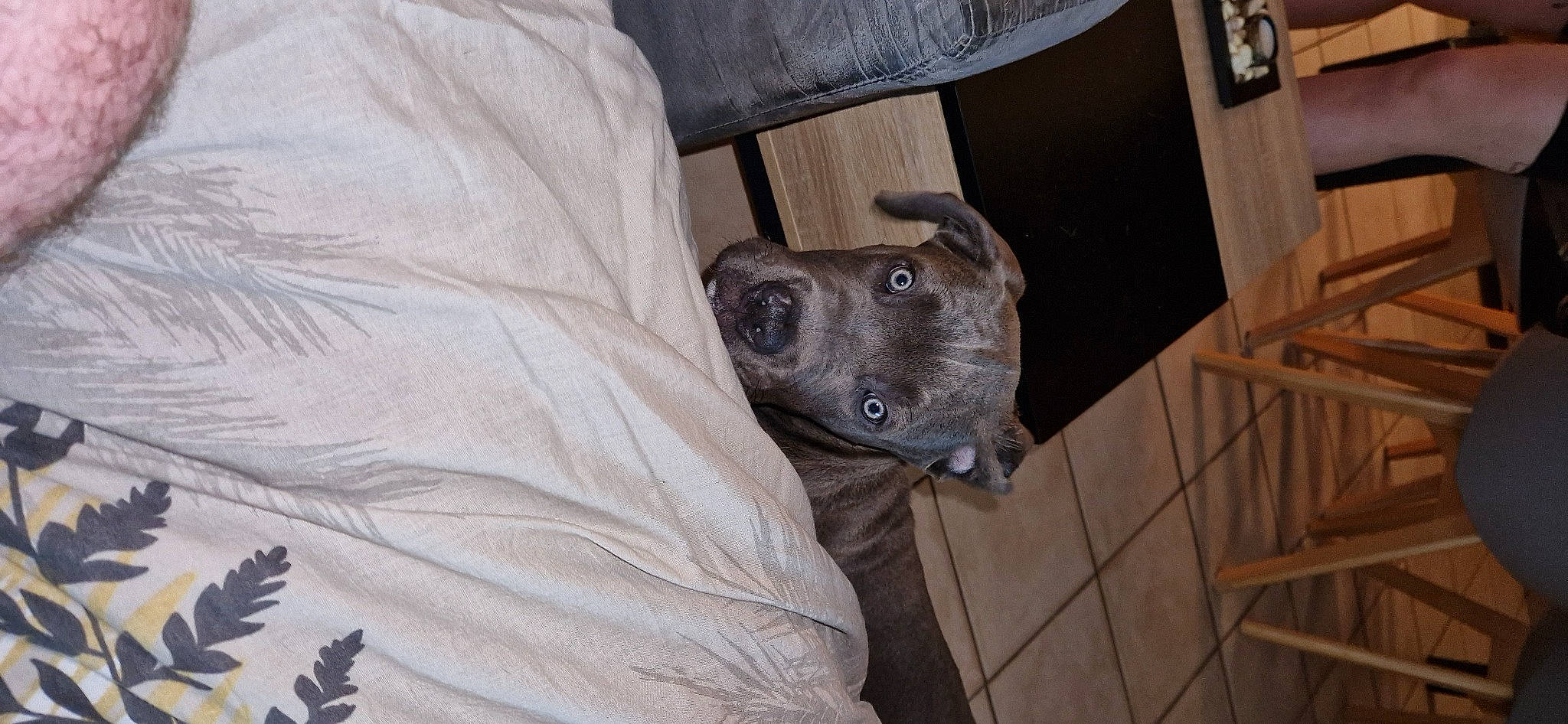 Taïko a rejoint le concours — aidez-le/la à gagner de superbes lots ! canidae, carnivore, comfort, companion_dog, dog, dog_breed, fawn, fur, grey, guard_dog, non_sporting_group, snout, toy_dog, whiskers, wood, working_animal