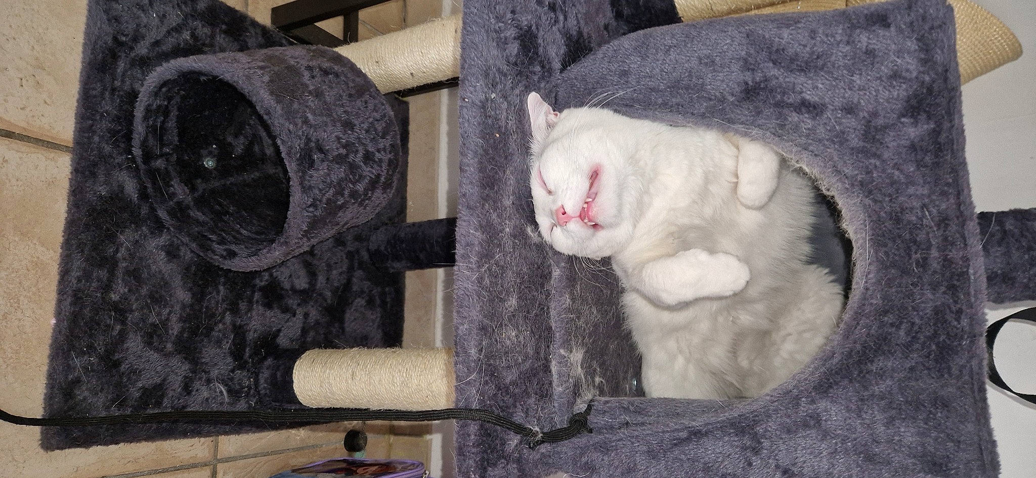 Bella a rejoint le concours — aidez-le/la à gagner de superbes lots ! art, carnivore, cat, cat_supply, circle, domestic_short_haired_cat, fang, felidae, fur, house, paw, pet_supply, small_to_medium_sized_cats, snout, tail, tree, visual_arts, whiskers, window, wood