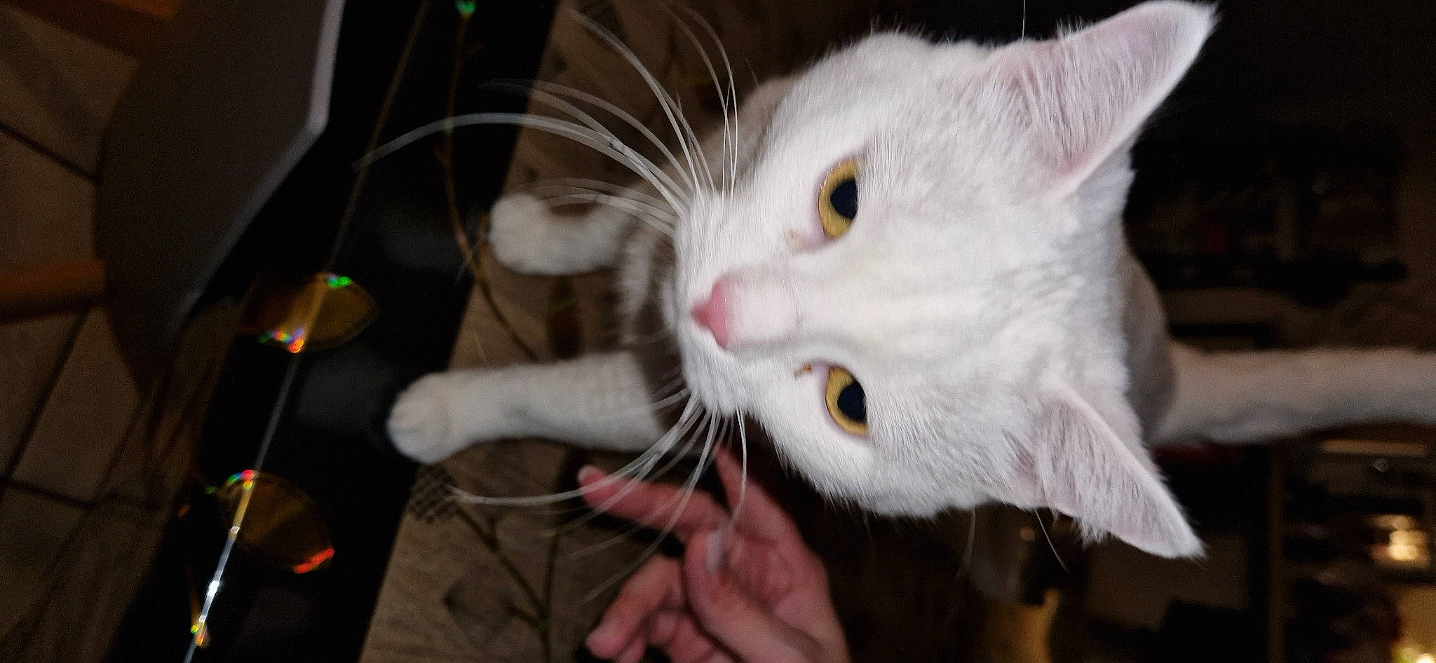 Bella a rejoint le concours — aidez-le/la à gagner de superbes lots ! carnivore, cat, claw, collar, domestic_short_haired_cat, ear, fang, felidae, fur, nail, paw, small_to_medium_sized_cats, snout, tail, whiskers