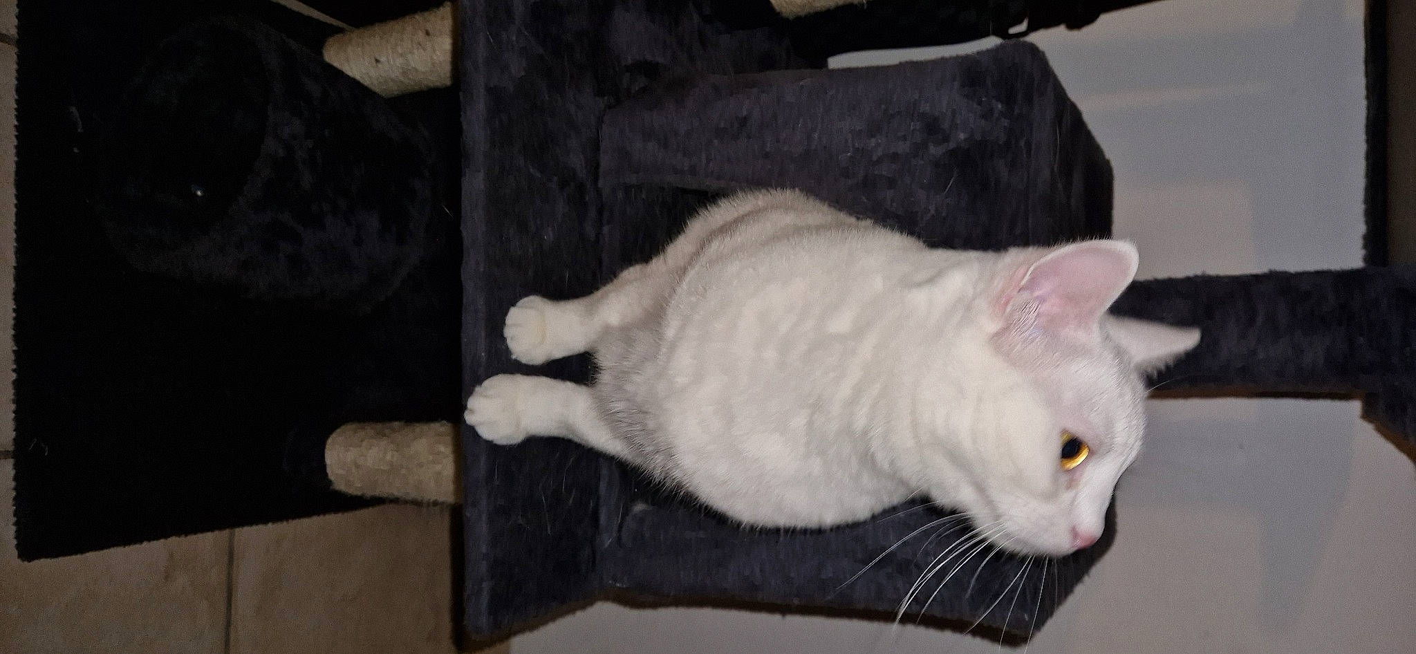 Bella a rejoint le concours — aidez-le/la à gagner de superbes lots ! carnivore, cat, comfort, domestic_short_haired_cat, eye, felidae, fur, hardwood, paw, small_to_medium_sized_cats, snout, tail, whiskers, wood