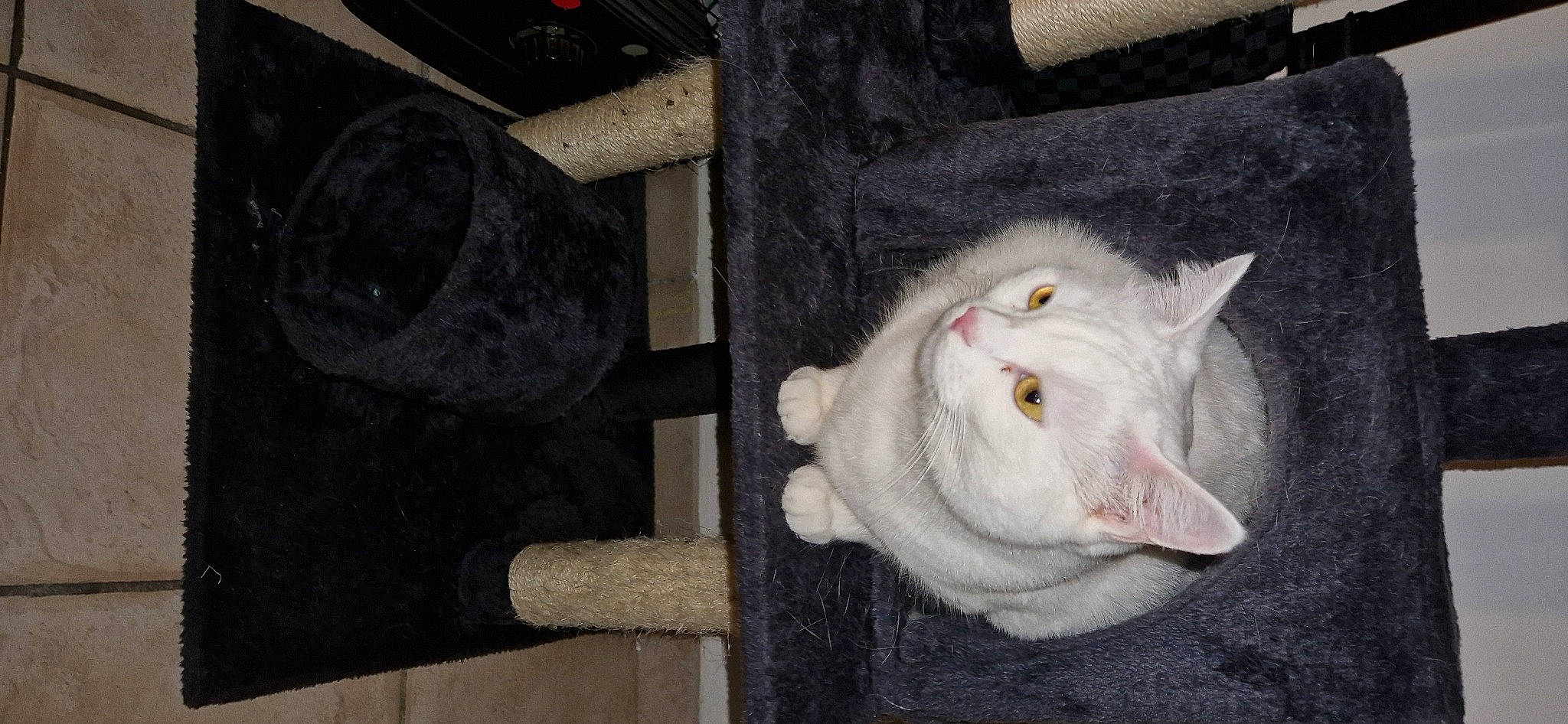 Bella a rejoint le concours — aidez-le/la à gagner de superbes lots ! art, carnivore, cat, domestic_short_haired_cat, fang, felidae, fur, grey, paw, small_to_medium_sized_cats, snout, tail, whiskers, wood