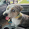 dog, blue_eyes, bandana, car_interior, dog_tongue_out, seat, window, side_mirror, plush_toy, koala, dashboard, seatbelt, fur, pet, happy, tongue, animal, vehicle, road, grass