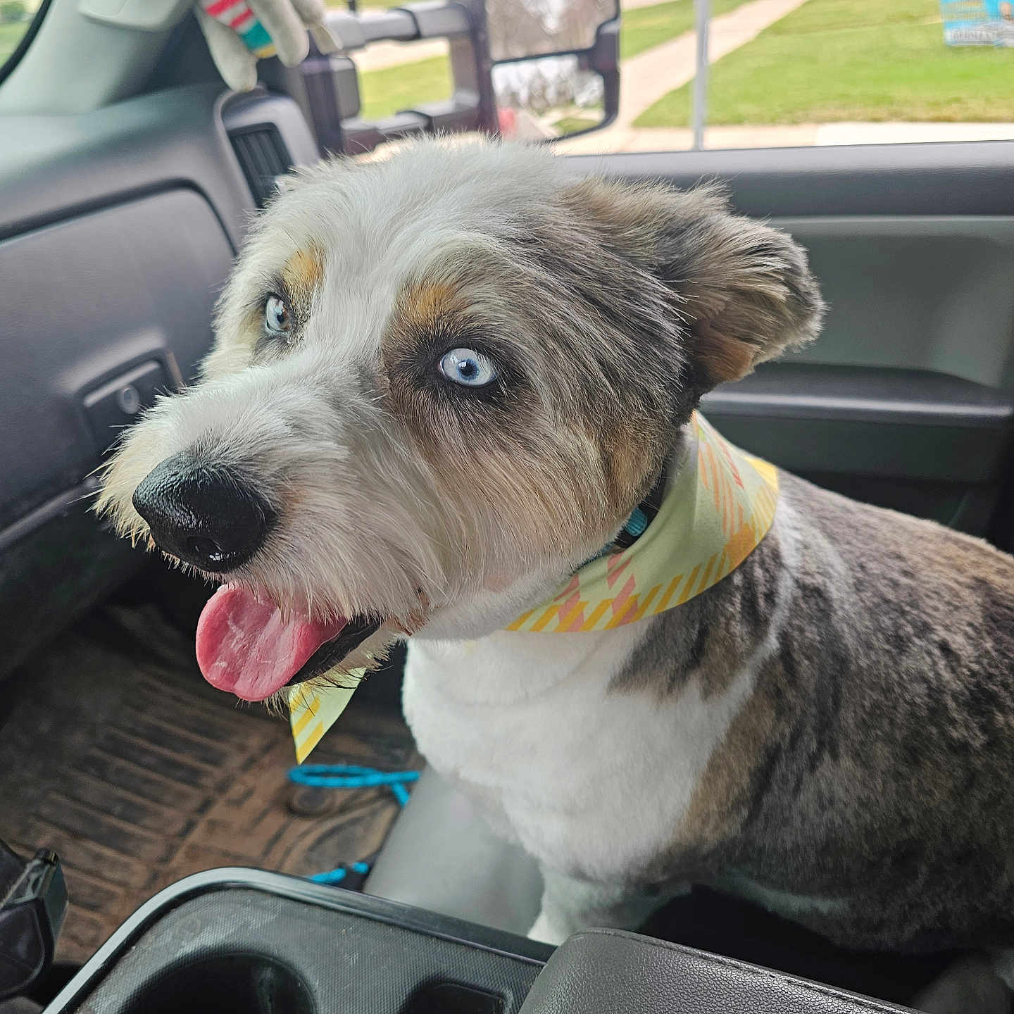 Ham Bone joined the competition — help win amazing prizes! dog, blue_eyes, bandana, car_interior, dog_tongue_out, seat, window, side_mirror, plush_toy, koala, dashboard, seatbelt, fur, pet, happy, tongue, animal, vehicle, road, grass