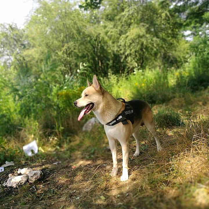 Kaizer