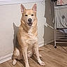 animal, canine, companion, cute, dog, domestic, ears, flooring, fur, happy, home, indoor, laundry_rack, light, pet, shadow, sitting, smiling, window, wooden_floor