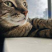 Sven is registered to the contest to win money with this photo: cat, tabby, close_up, whiskers, fur, window, windowsill, relaxed, daylight, pet, animal, mammal, indoor, resting, looking_out, side_profile, curious, soft_light, texture, nature