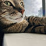 cat, tabby, close_up, whiskers, fur, window, windowsill, relaxed, daylight, pet, animal, mammal, indoor, resting, looking_out, side_profile, curious, soft_light, texture, nature