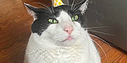 Jerry joined the competition — help win amazing prizes! animal, black_and_white, cat, chubby, close_up, cute, domestic_cat, feline, funny, fur, green_eyes, household, indoor, looking_up, party_hat, pet, portrait, sitting, whiskers, wooden_floor