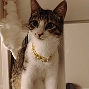 George is registered to the contest to win money with this photo: cat, tabby, pet, collar, gold_chain, indoor, white_furniture, curious, sitting, closeup, animal, whiskers, ears, floor, domestic_cat, feline, portrait, house, decor, cute