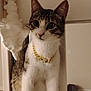 cat, tabby, pet, collar, gold_chain, indoor, white_furniture, curious, sitting, closeup, animal, whiskers, ears, floor, domestic_cat, feline, portrait, house, decor, cute