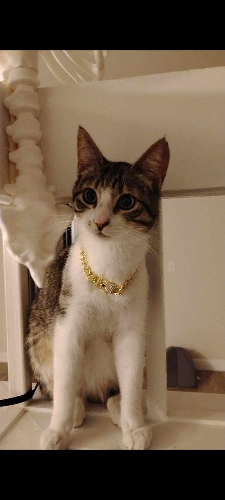 George is registered to the contest to win money with this photo: cat, tabby, pet, collar, gold_chain, indoor, white_furniture, curious, sitting, closeup, animal, whiskers, ears, floor, domestic_cat, feline, portrait, house, decor, cute