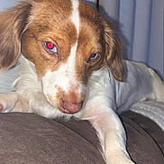 Lili is registered to the contest to win money with this photo: dog, pet, lying_down, couch, indoor, brown_and_white, close_up, fur, animal, canine, relaxed, face, paw, home, blanket, curtain, resting, fur_texture, domestic, companion