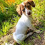 Lili is registered to the contest to win money with this photo: puppy, dog, grass, outdoor, sunlight, nature, cute, animal, pet, brown, white, fur, ears, tail, eyes, head_tilt, ground, young, curious, sitting