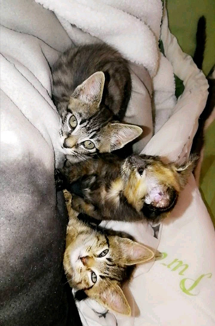 Otity participe au concours pour gagner de l'argent avec cette photo : carnivore, cat, cat_supply, claw, comfort, domestic_short_haired_cat, fawn, felidae, fur, grey, linens, mammal, nap, paw, sleep, small_to_medium_sized_cats, tail, whiskers